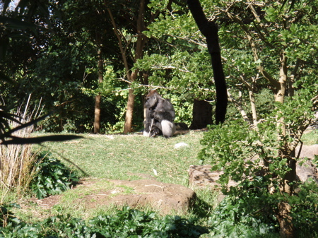 Gorilla Melbourne Zoo